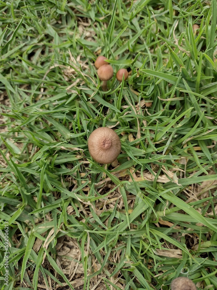 MUSHROOM MUSHROOM