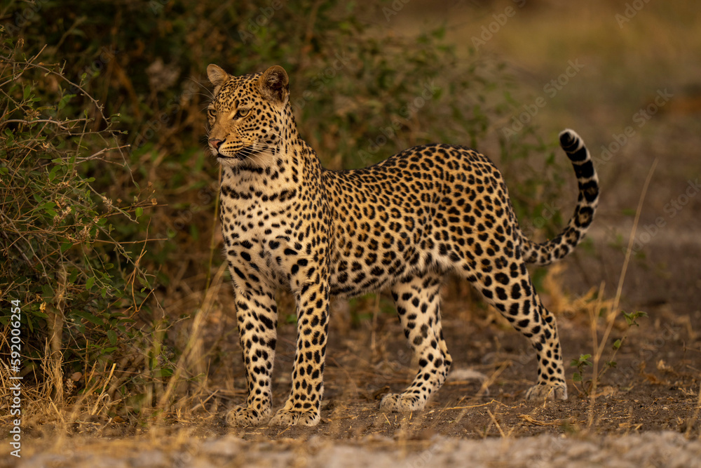 Male Leopard (Panthera pardus) stands near bushes lifting head in Chobe National Park; Chobe, Botswana Male Leopard (Panthera pardus) stands near bushes lifting head in Chobe National Park; Chobe, Botswana