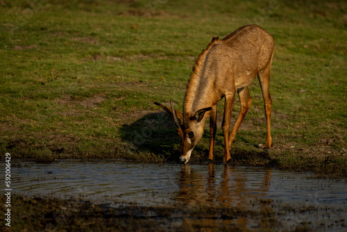 Roan antelope (Hippotragus equinus) stands drinking from shallow pool in Chobe National Park; Chobe, Botswana photo