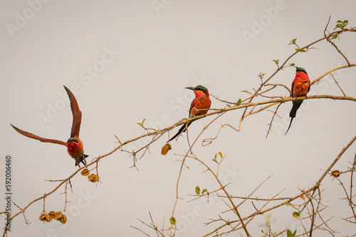 Southern carmine bee-eater (Merops nubicoides) takes off by others in Chobe National Park; Chobe, Botswana