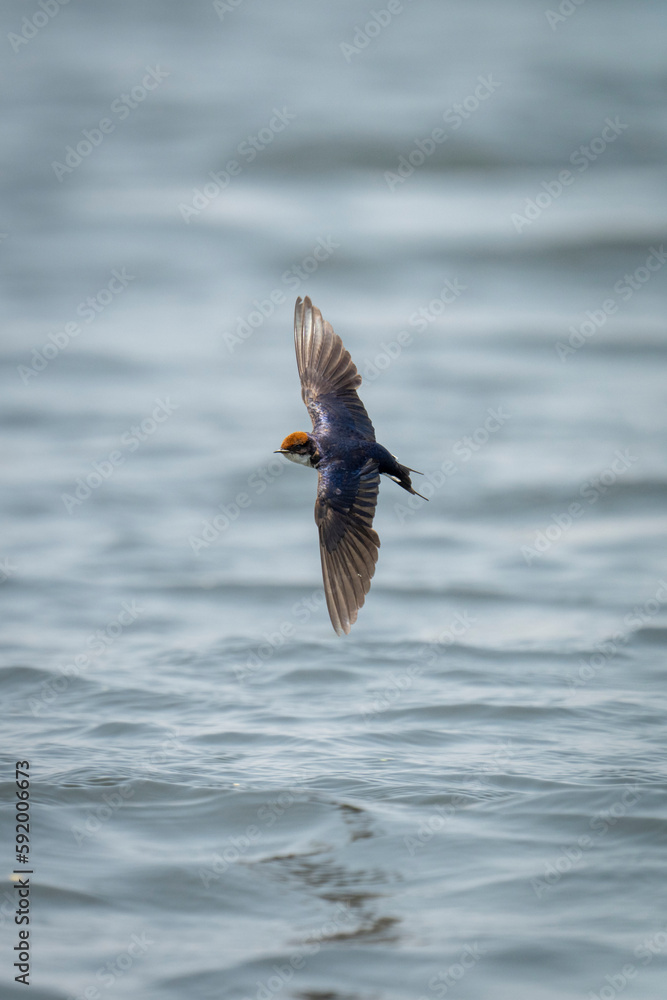 Wire-tailed swallow (Hirundo smithii) flies over waves with reflection in Chobe National Park; Chobe, Botswana