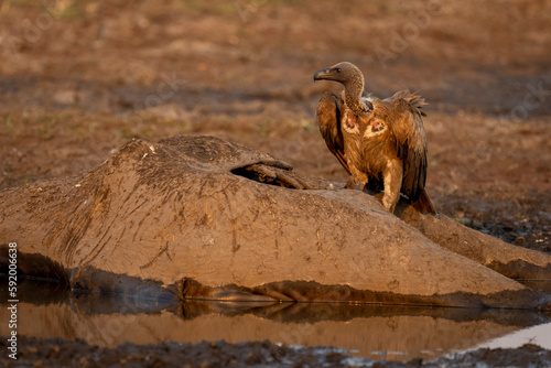 White-backed vulture (Gyps africanus) stands on carcase turning head in Chobe National Park; Chobe, Botswana