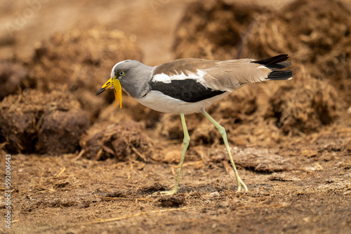 White-crowned lapwing (Vanellus albiceps) passes elephant dung in sunshine in Chobe National Park; Chobe, Botswana photo