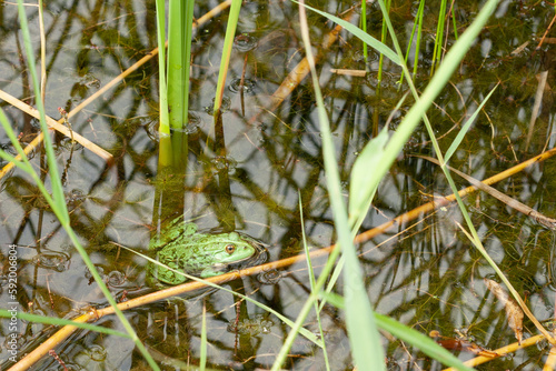 green frog sit in a pond among water plants