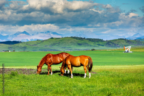 Two horses (Equus ferus caballus) grazing in a green field with a pumpjack, rolling hills and mountain range in the background, North of Longview, Alberta; Alberta, Canada photo