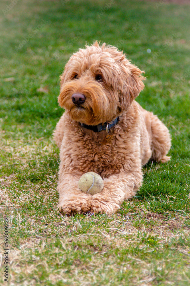 Young Labradoodle Holding Ball and Being Silly