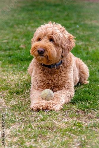 Young Labradoodle Holding Ball and Being Silly