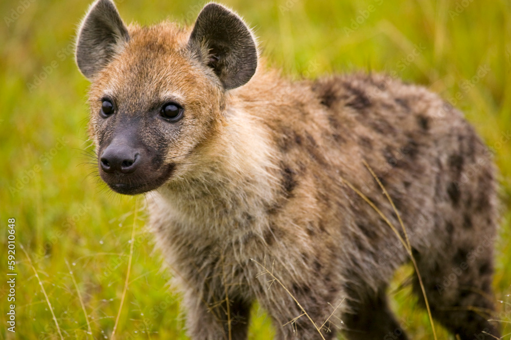 Portrait of a young Hyena; Masai Mara, Kenya Portrait of a young Hyena; Masai Mara, Kenya