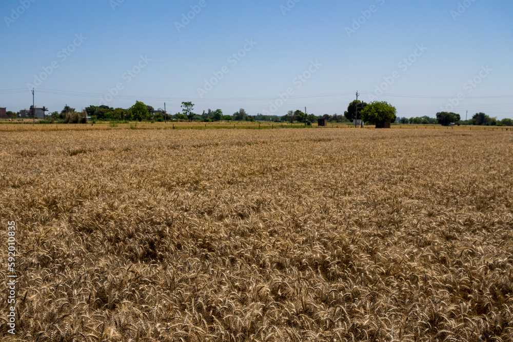 A crop of wheat growing in Punjab