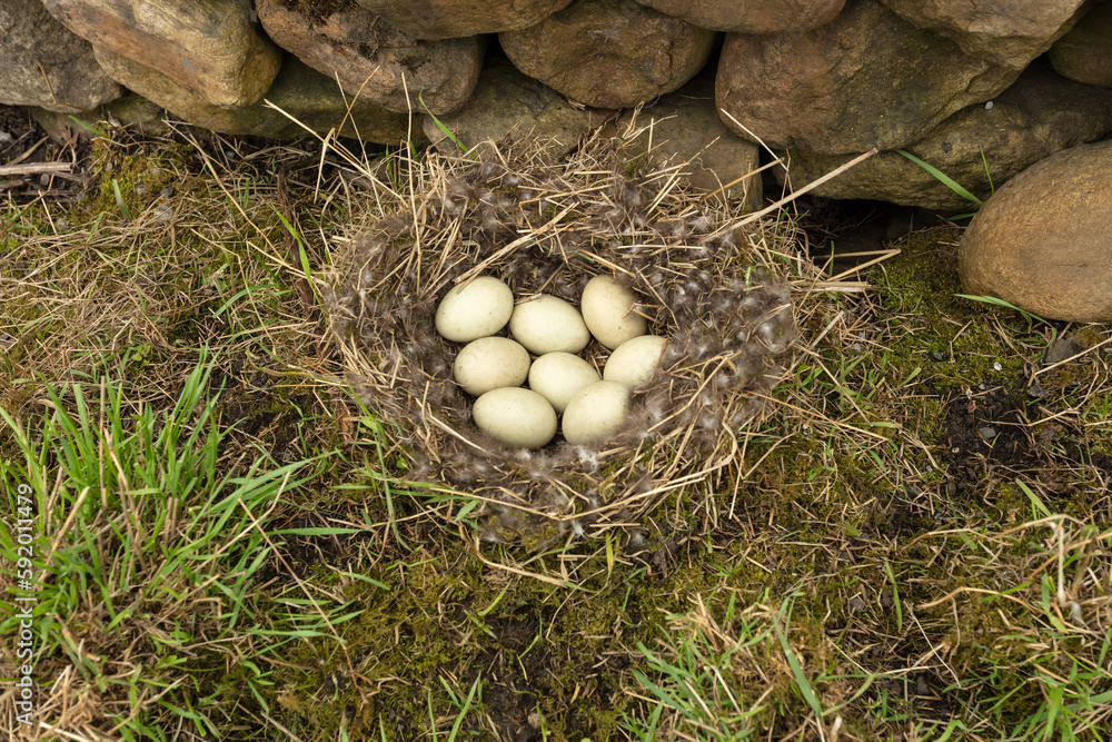 Mallard Duck nest lined with dry grass and down feathers and filled with 8 eggs. The nest has been sited very close to a road in the Yorkshire Dales with drystone walling, grass and moss. Copyspace Mallard Duck nest lined with dry grass and down feathers and filled with 8 eggs. The nest has been sited very close to a road in the Yorkshire Dales with drystone walling, grass and moss. Copyspace