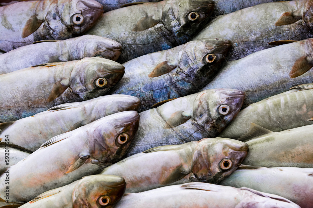 Fish for sale at a local market; Collioure, Pyrenees Orientales, France Fish for sale at a local market; Collioure, Pyrenees Orientales, France