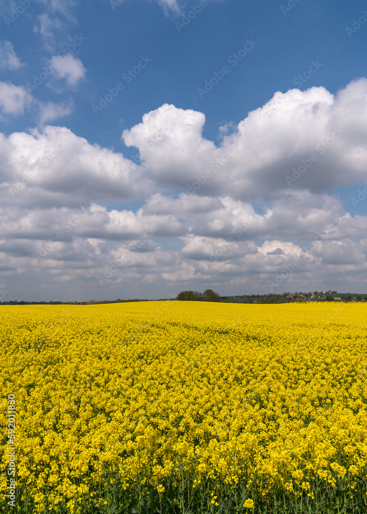 Amazing bright colorful spring-summer landscape for wallpaper. Yellow field of blooming rapeseed and a tree against a blue sky with clouds. Natural landscape. Europe. Germany
