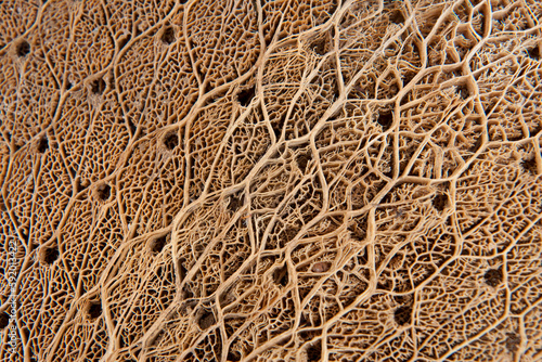 Close view of a dried cactus leaf; Galapagos Islands, Ecuador