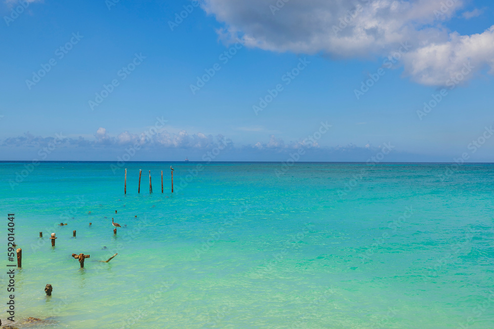 Beautiful view of Caribbean sea coast of island of Aruba with logs protruding from turquoise water on which seagulls and pelican sit. Beautiful view of Caribbean sea coast of island of Aruba with logs protruding from turquoise water on which seagulls and pelican sit.