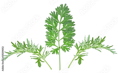 Sprigs of medicinal wormwood isolated on a white background. Sagebrush sprig. Artemisia.