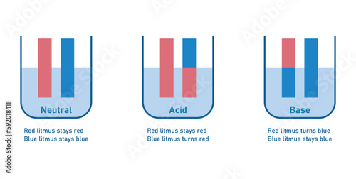 Acids cause blue litmus paper to turn red. Bases cause red litmus paper to turn  blue. Scientific vector illustration isolated on white background.