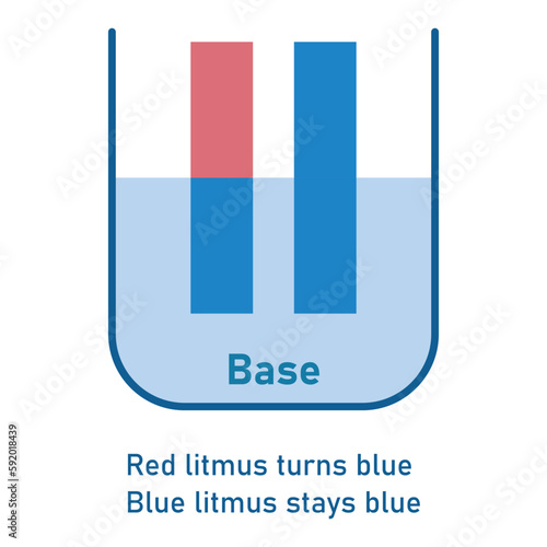 Bases cause red litmus paper to turn  blue. Scientific vector illustration isolated on white background.