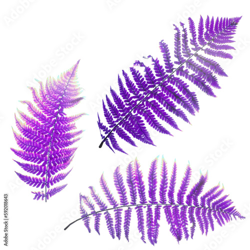 Neon bright purple tropical leaves of fern and other plants