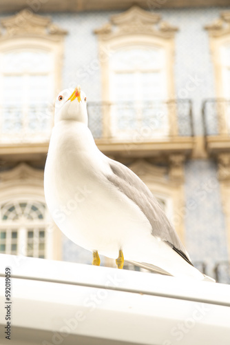 seagull on a roof