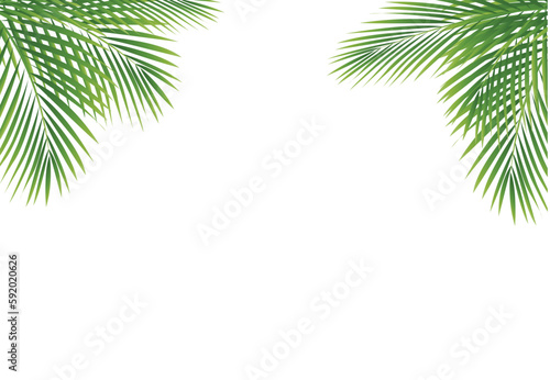 palm tree isolated on white background