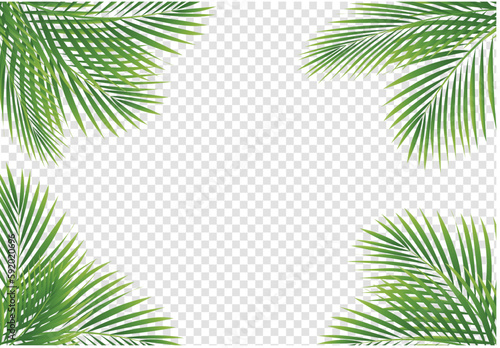 palm leaves background