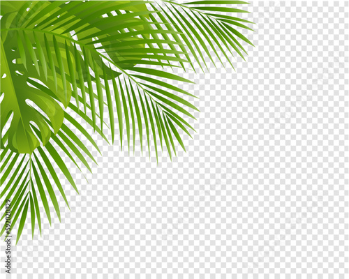 palm tree leaves