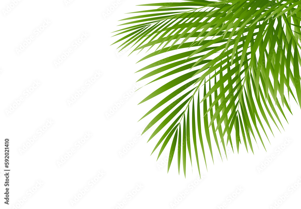 Palm Tree Border Isolated White Background