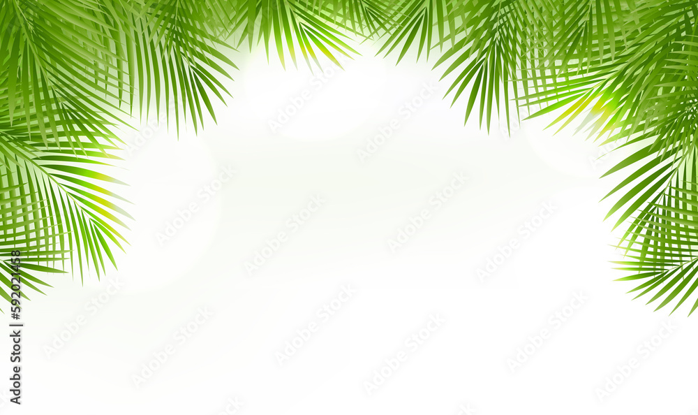 Palm Tree Leaves Leaves Frame Isolated And White Background
