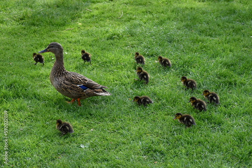 Entenspaziergang im Freiburger Stadtgarten photo