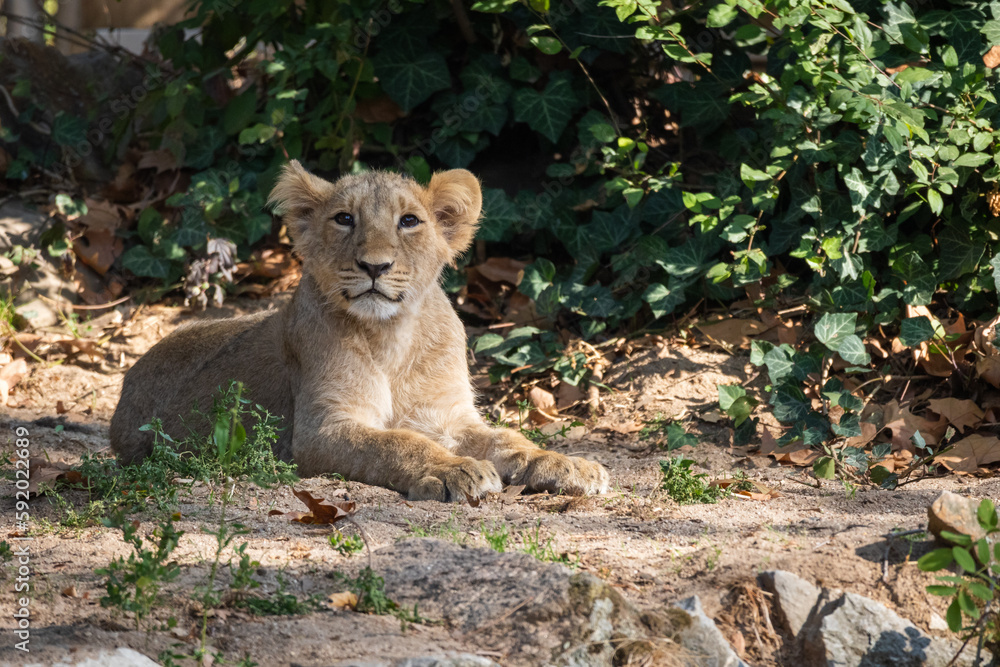 Lion | Leeuw | Löwe Lion | Leeuw | Löwe