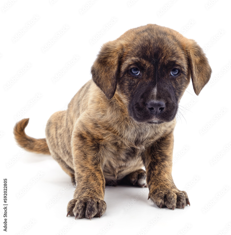 Brown beautiful puppy.