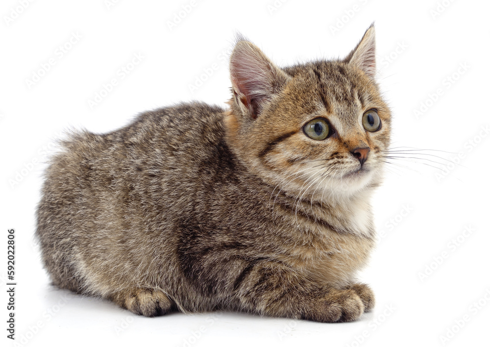 Fototapeta premium One little kitten.