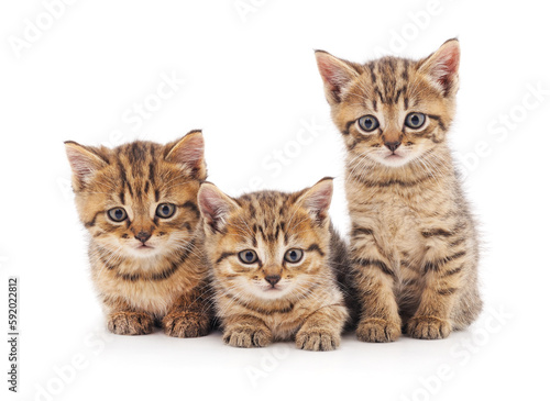 Fototapeta Naklejka Na Ścianę i Meble -  Three small kittens.