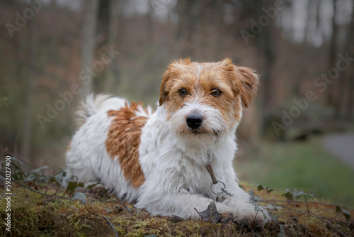 Jack Russel terrier rest in wood