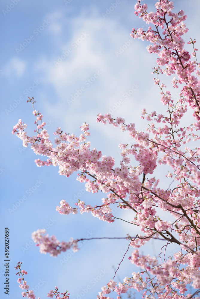 Branches of light pink blooming sakura in a sunshine, flowering cherry tree Branches of light pink blooming sakura in a sunshine, flowering cherry tree