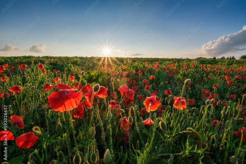 Obraz premium Beautiful field of red poppies in the sunset light. Landscape with nice sunset over poppy field.