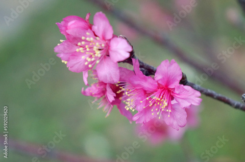 pink cherry blossom on green background