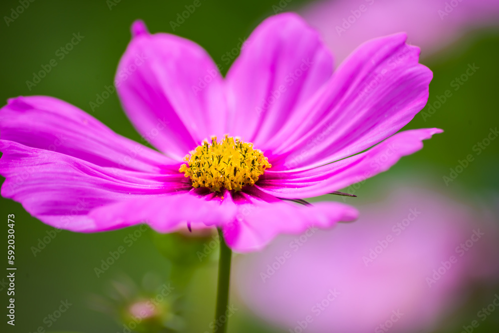 colorful flowers in nature, petals, flower art, wall art, wallpaper, nature beauty, plants, spring flowers colorful flowers in nature, petals, flower art, wall art, wallpaper, nature beauty, plants, spring flowers