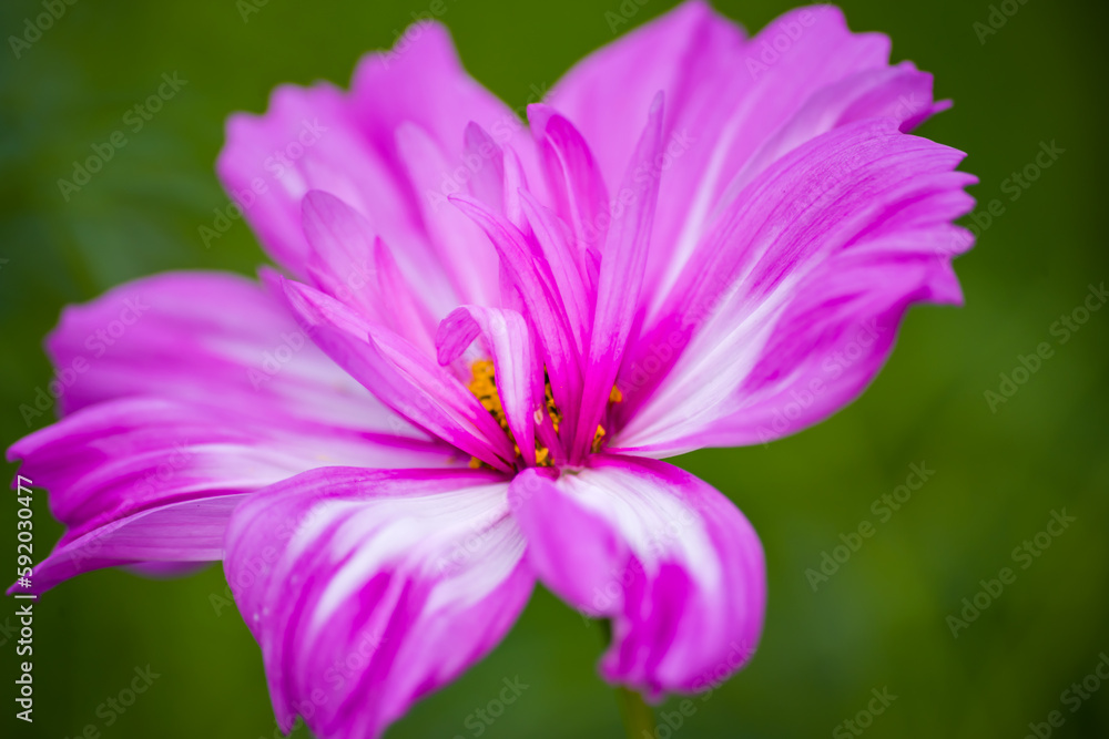colorful flowers in nature, petals, flower art, wall art, wallpaper, nature beauty, plants, spring flowers colorful flowers in nature, petals, flower art, wall art, wallpaper, nature beauty, plants, spring flowers