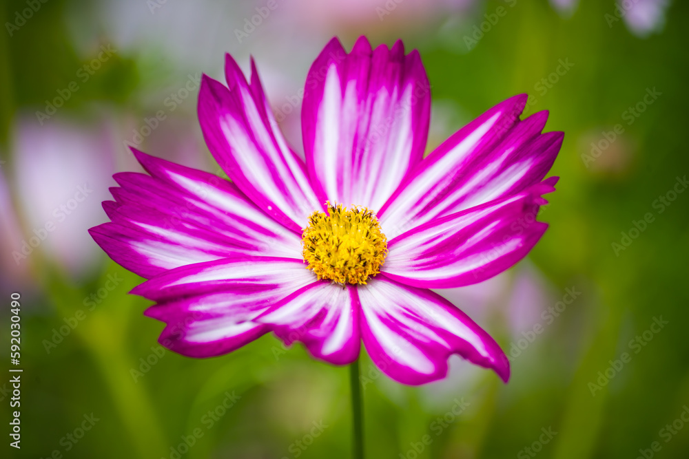 colorful flowers in nature, petals, flower art, wall art, wallpaper, nature beauty, plants, spring flowers colorful flowers in nature, petals, flower art, wall art, wallpaper, nature beauty, plants, spring flowers
