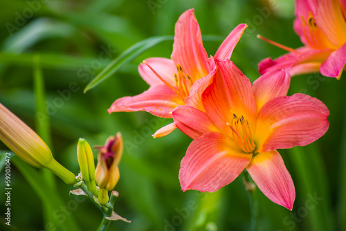 colorful flowers in nature, petals, flower art, wall art, wallpaper, nature beauty, plants, spring flowers