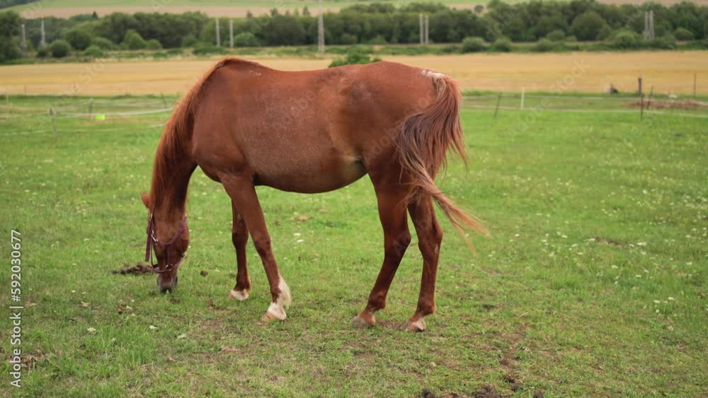 Brown Arabian horse grazing on green field, view from side Brown Arabian horse grazing on green field, view from side