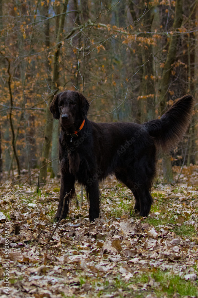 Beautiful brown dog in the forest, flat coated retriever