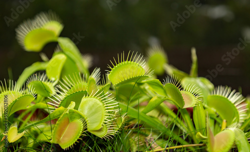 Carnivorous plant Dionaea muscipula in selective focus and depth blur