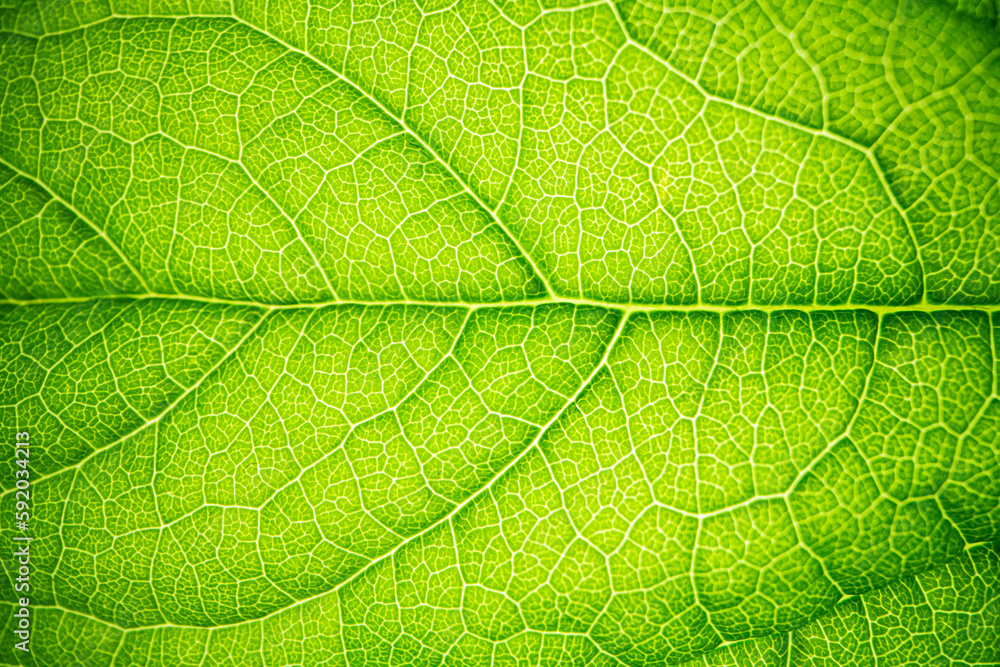 green leaf texture green leaf texture