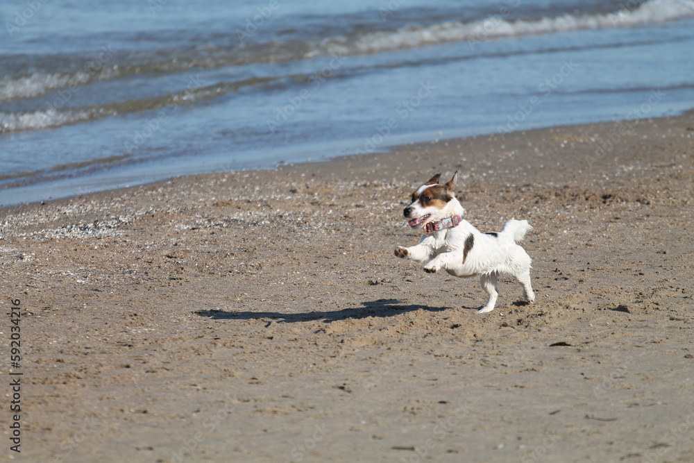 Fototapeta premium Jack Russell terrier playing on the beach