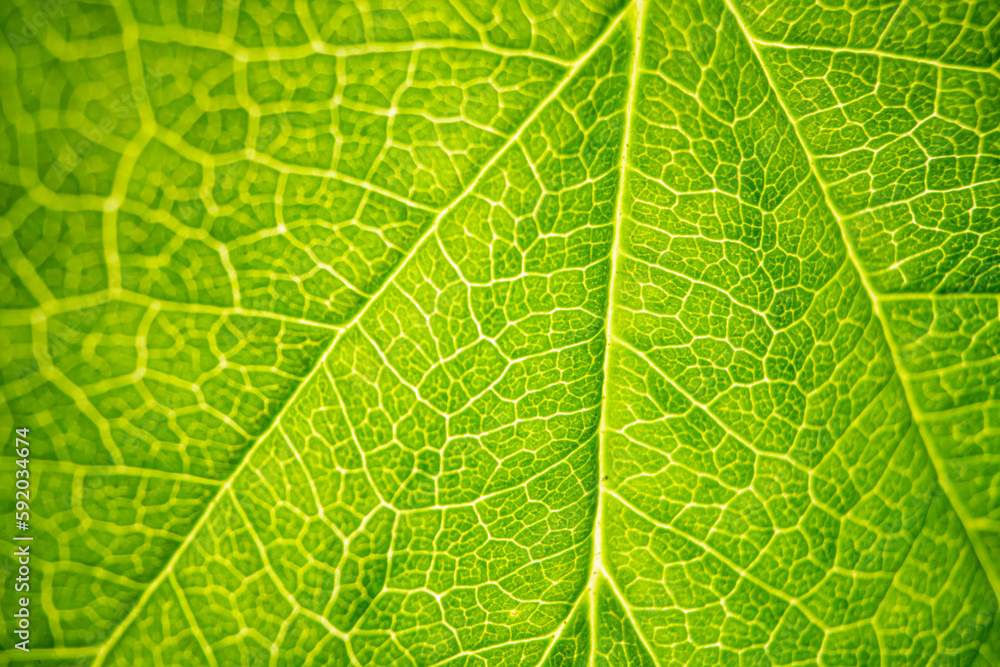 green leaf texture green leaf texture
