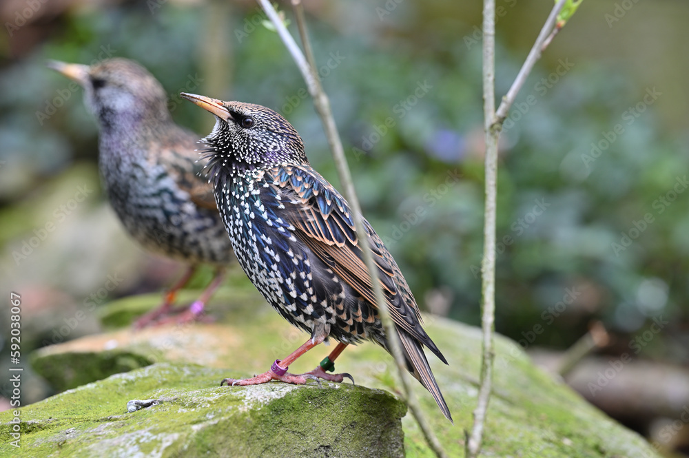 Common starling family animals birds Common starling family animals birds