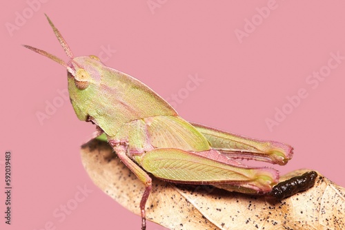 Pink katydid