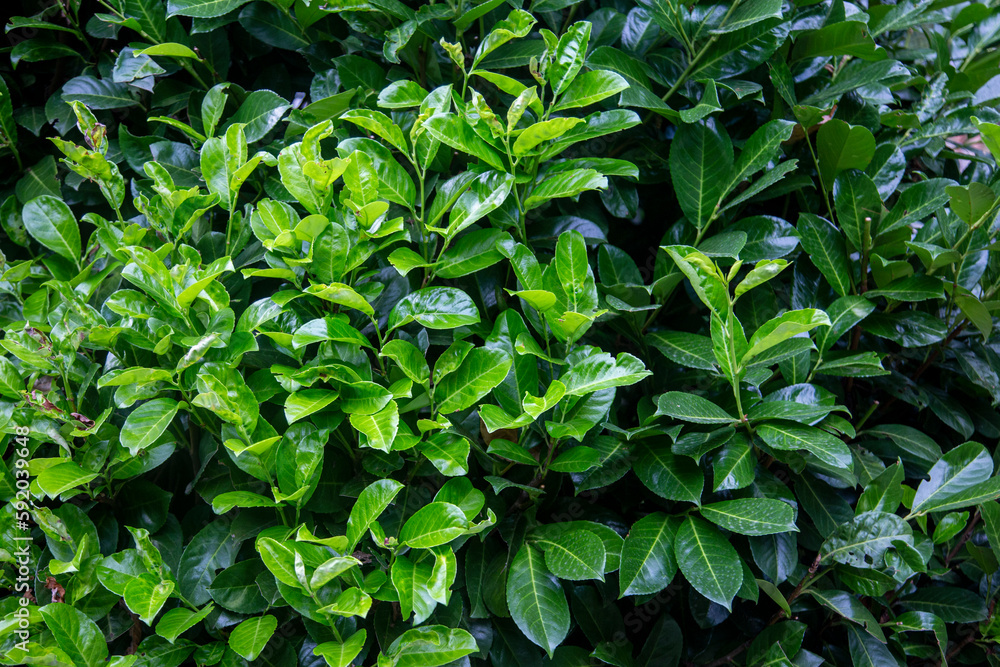 The lush green leaves rustled in the gentle breeze. The lush green leaves rustled in the gentle breeze.